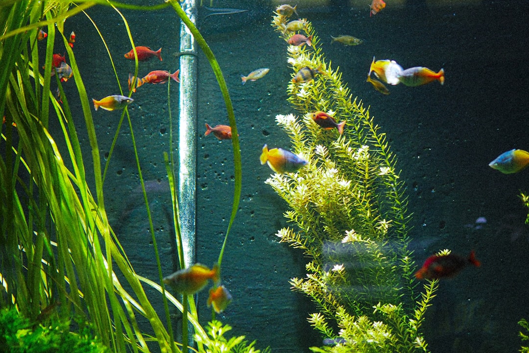 freshwater aquarium setup, beginner fish tank equipment