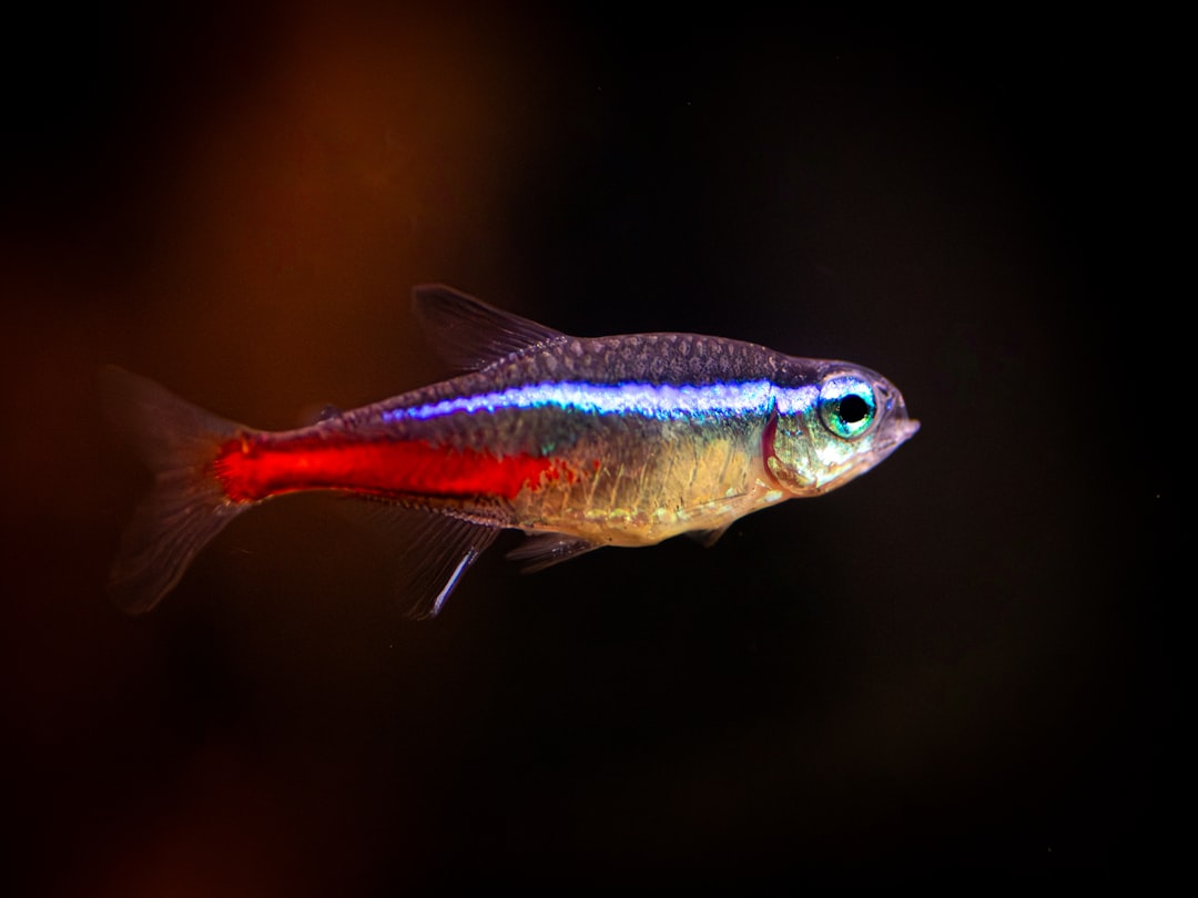 freshwater fish stocking, neon tetra aquarium community tank