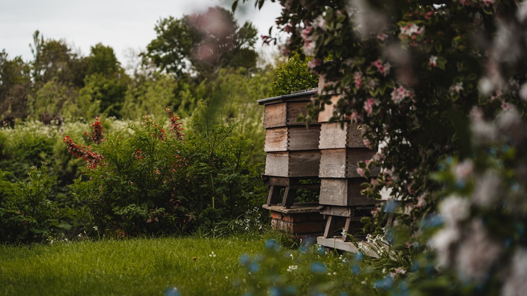 beehive langstroth setup backyard, beekeeper inspecting frames